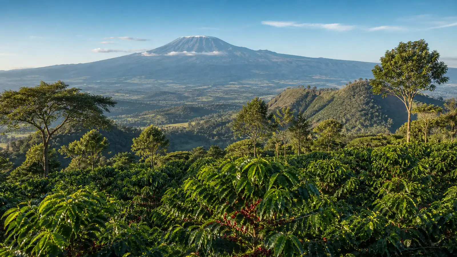 Coffee-growing landscape representing Tanzanian coffee