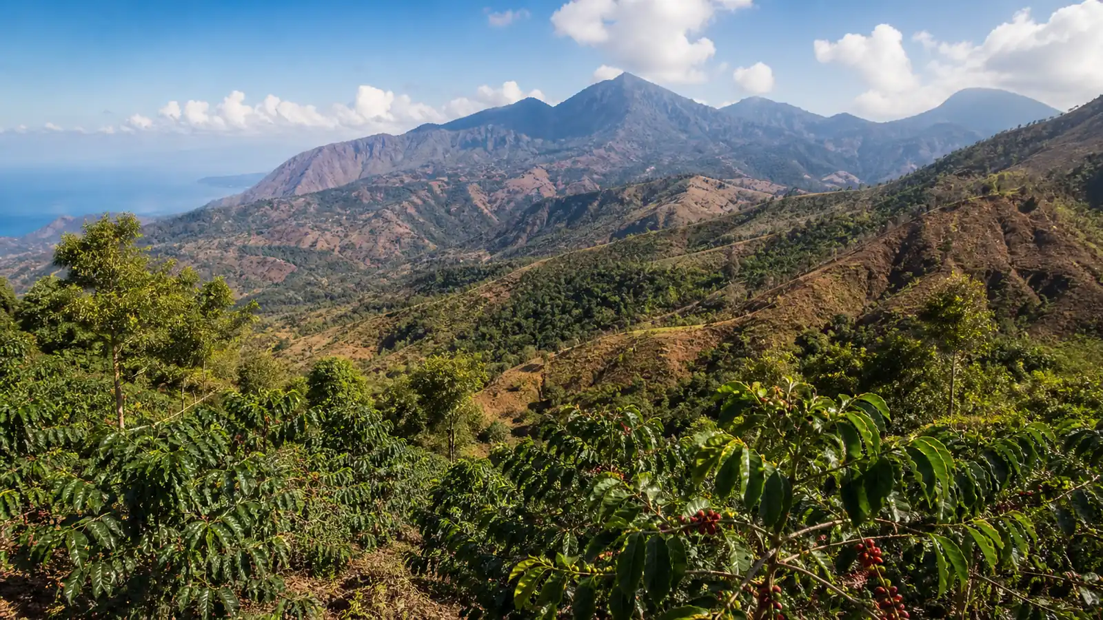 Coffee-growing landscape representing Timor-Leste coffee