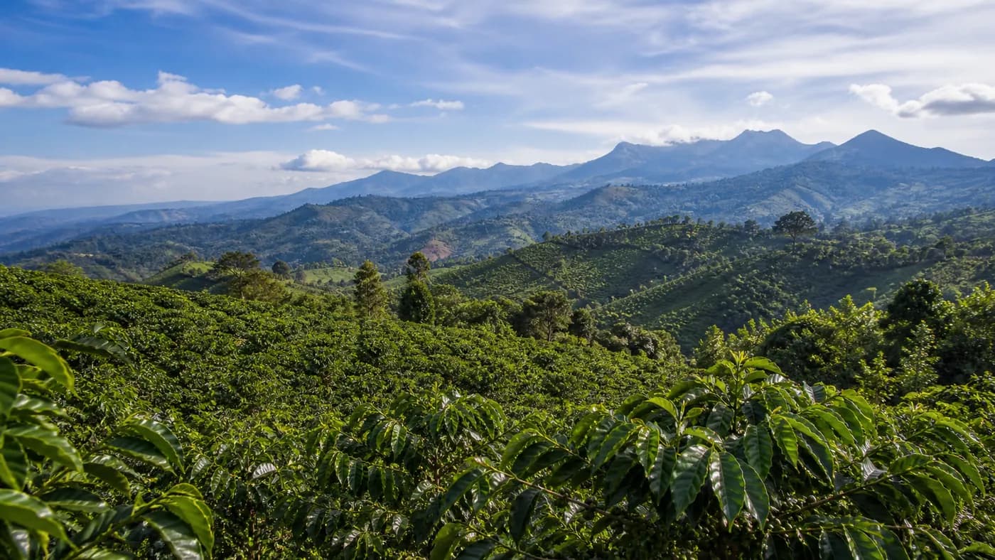 Representative coffee-growing landscape in Uganda