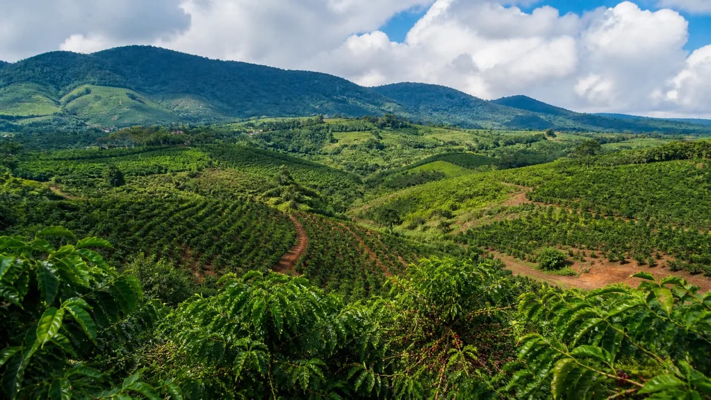 Coffee-growing landscape representing Vietnamese coffee