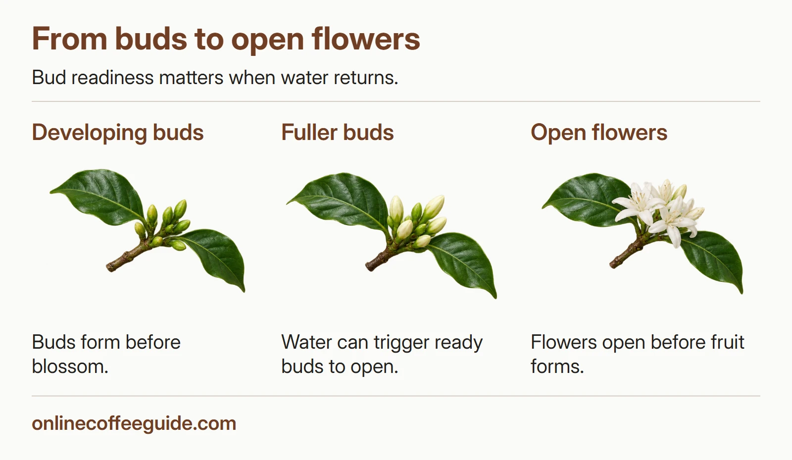 Three coffee branches show developing green buds, fuller pale buds and open white flowers.