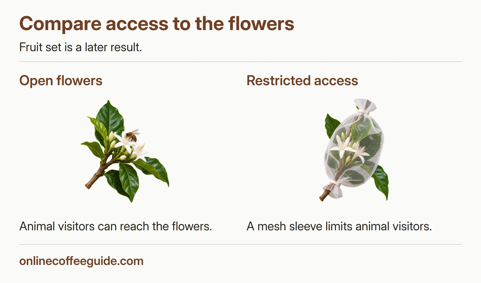Coffee flowers open to a visiting bee beside flowers enclosed in a mesh sleeve.