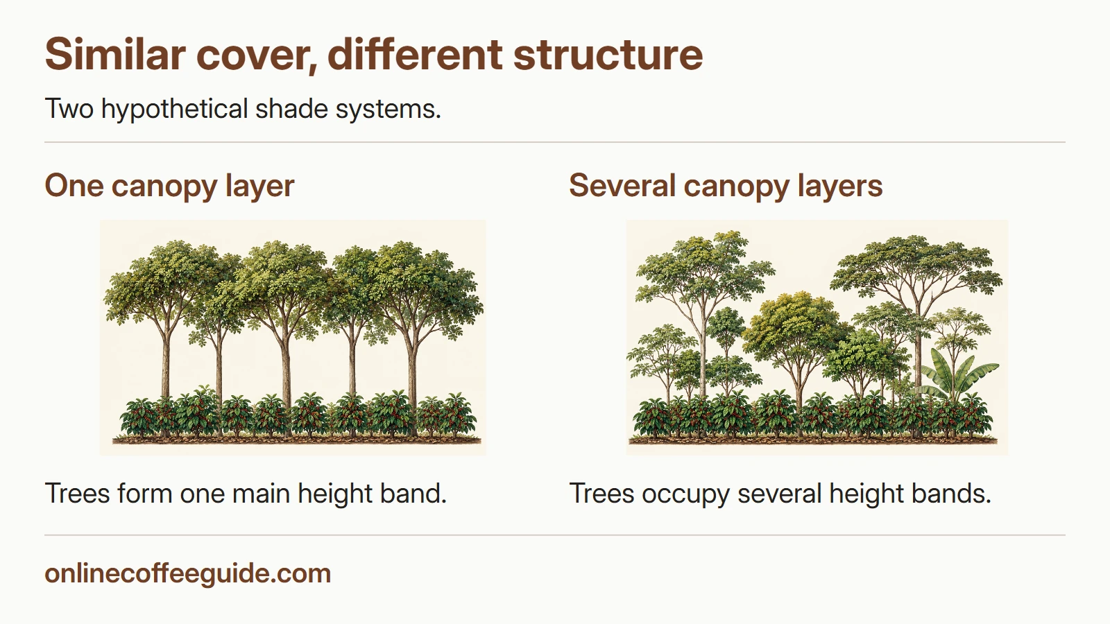 Two hypothetical coffee shade systems show one main tree-canopy height band and several canopy height bands above coffee bushes.