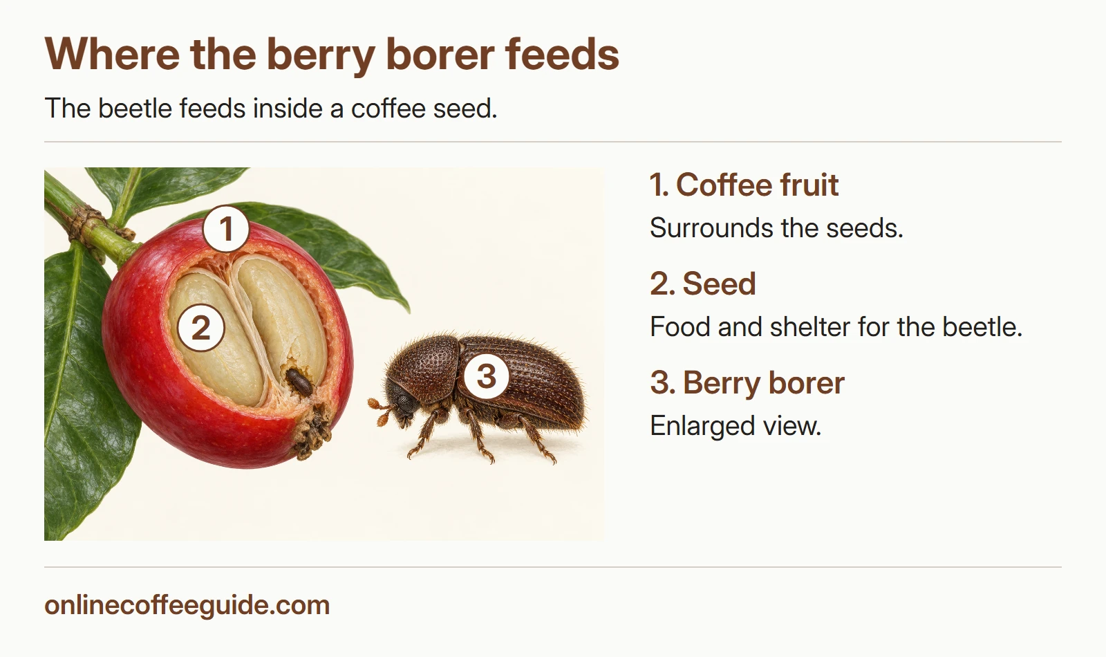 A cutaway coffee fruit identifies the fruit, a pale seed and the berry borer, with the separate beetle view enlarged.